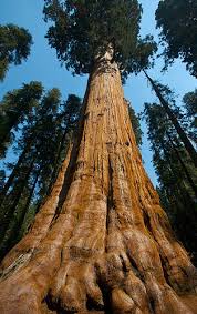 general sherman