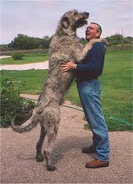 http://t0.gstatic.com/images?q=tbn:OzsIlqIEznJe2M:http://www.dogbreedinfo.com/images15/IrishWolfhoundFrankBrendan.JPG
