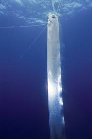 regalecus glesne