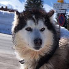 chien des neige