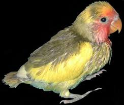 lutino love bird