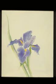 japanese iris pictures
