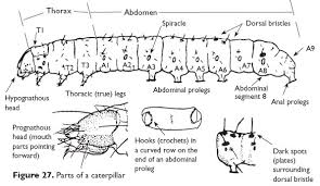 species of caterpillars