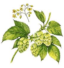 hop vines