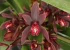 australian cymbidium