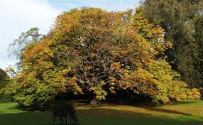 aesculus hippocastanum horse chestnut