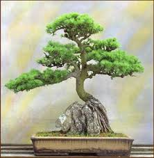 bonsai plants