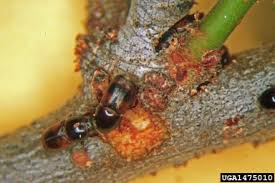 bark beetle