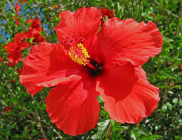 red hibiscus