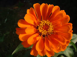 zinnia photos