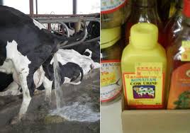 cow urine