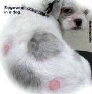 canine ringworm