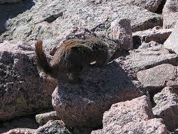 mountain marmot