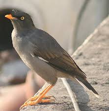 mynah bird