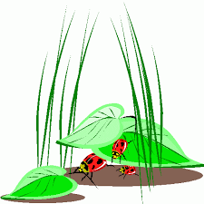 ladybugs clip art pictures