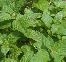 dried mint leaves