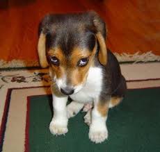 sad puppy clip art