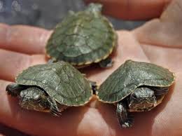 small turtles