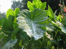 colocasia esculenta