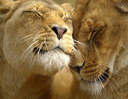 lions pics