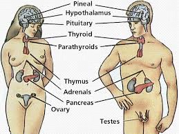 diagram of human internal organs
