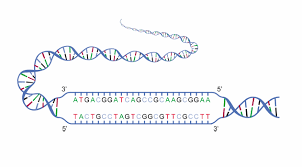 dna strands