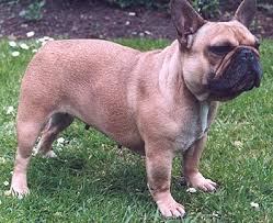 french bulldog photos