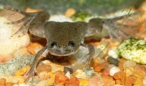 dwarf frogs