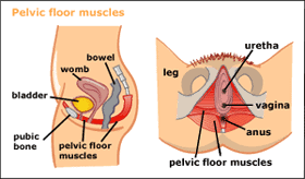 pelvic bone