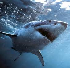 small shark pictures