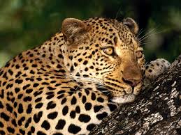 south africa animals