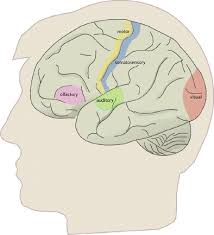 broca brain
