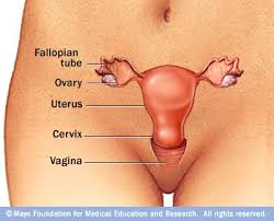 uterus cancer