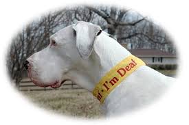aspen collar