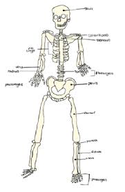 skeletal system coloring page