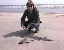 small shark pictures