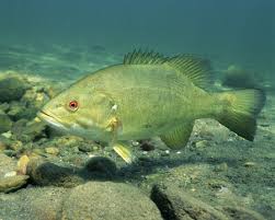 smallmouth bass