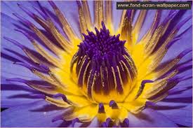 animated flower wallpaper