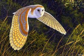 barn owls