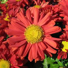 chrysanthemum flower pictures