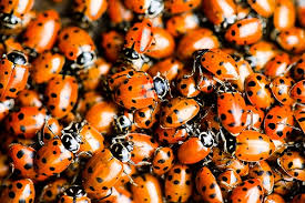 lady bug pictures