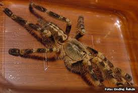 poecilotheria subfusca