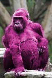grape ape