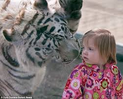 white bengal tiger pictures