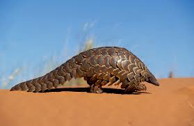 Pangolins