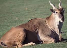 east african animals