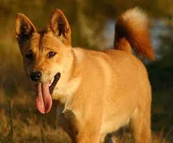 dingo dog