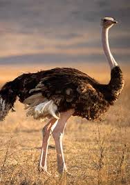 largest birds
