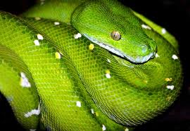 green boas