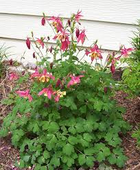 columbine plants